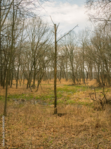 Lone tree in prairie grass