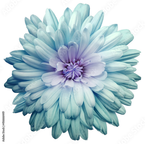 turquoise  chrysanthemum.  Flower on a white isolated background with clipping path.  For design.  Closeup.  Nature.