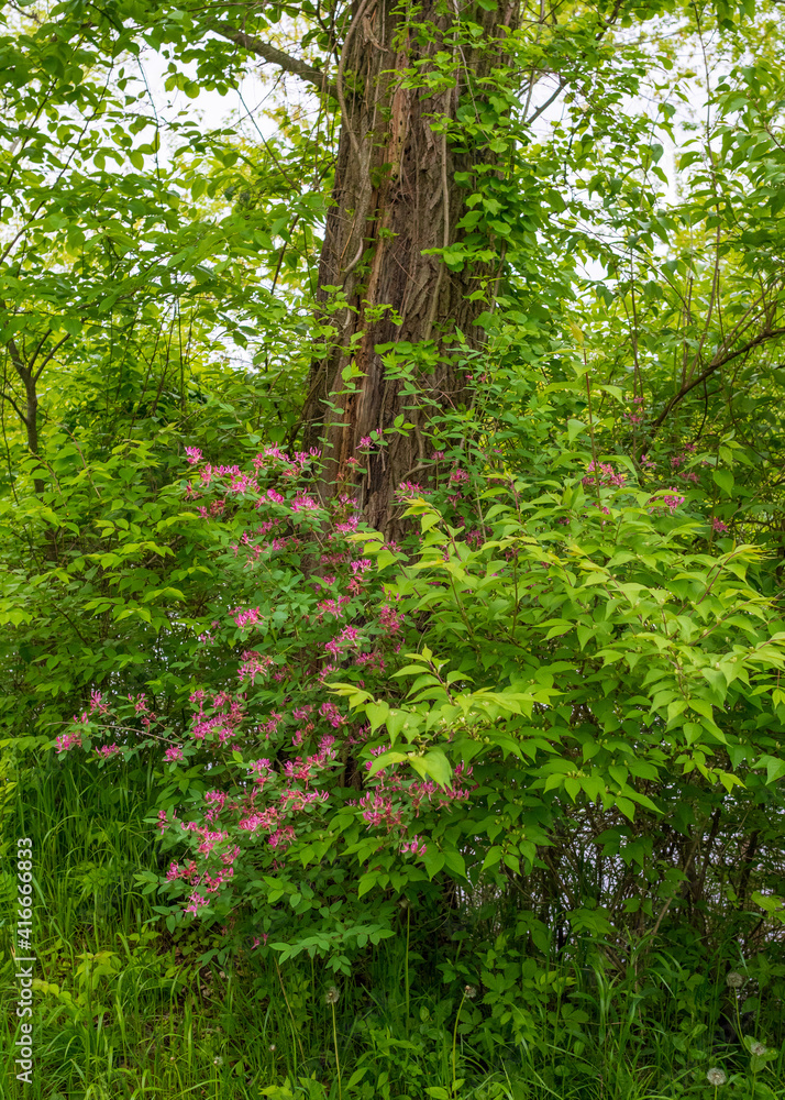 Woodland Flowers in Illinois Forest Preserve Woodland Flowers in Illinois Forest Preserve