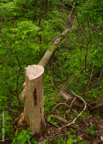 Fallen tree in summer forest