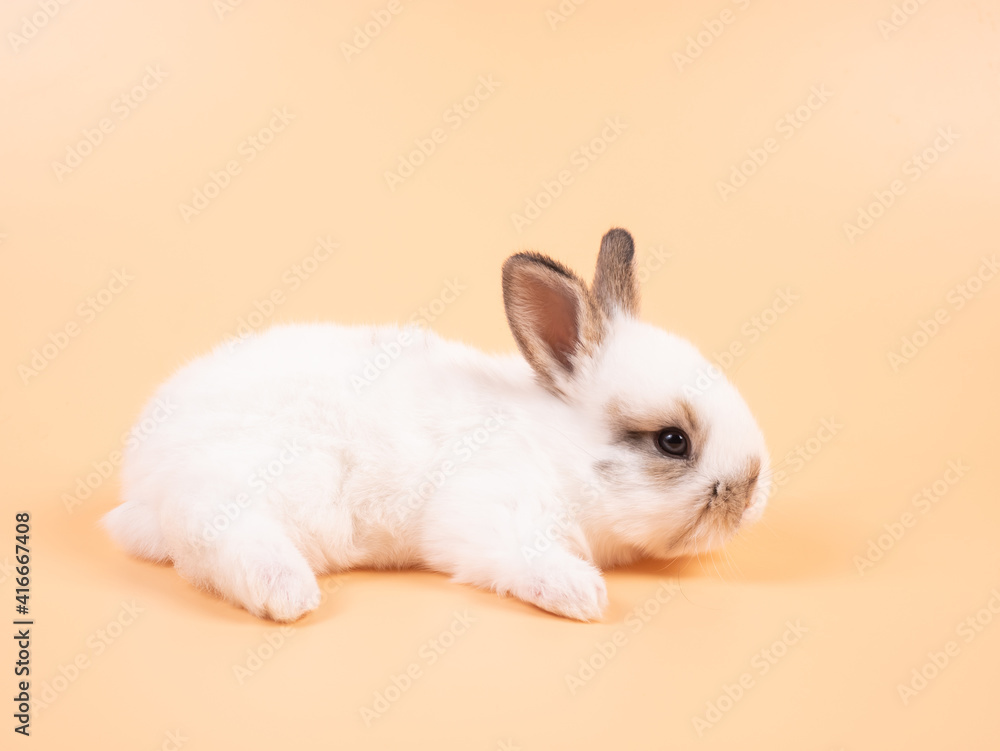 White adorable baby rabbit on yellow background. Cute baby rabbit. White adorable baby rabbit on yellow background. Cute baby rabbit.