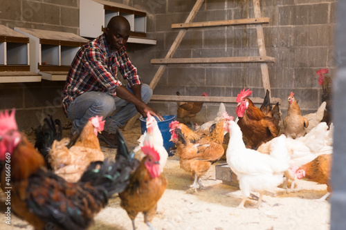 Portrait of african american man farmer taking care chickens at chicken-house