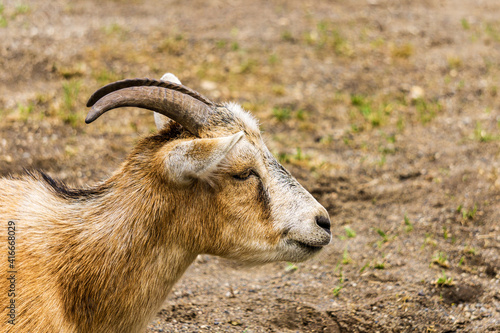 goat with horns on a farm closeup