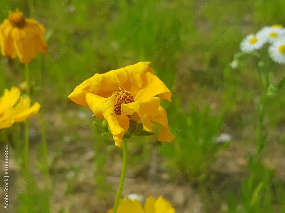 Obraz premium 봄꽃들 