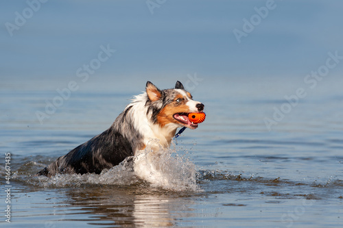 Dog, Australian Shepherd retrieves ball from water