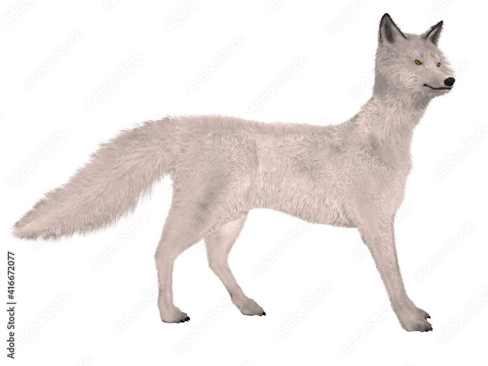 Fototapeta premium 3d illustration of an realistic fox