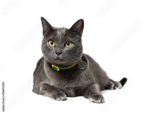 young gray cat with yellow eyes lying on white background