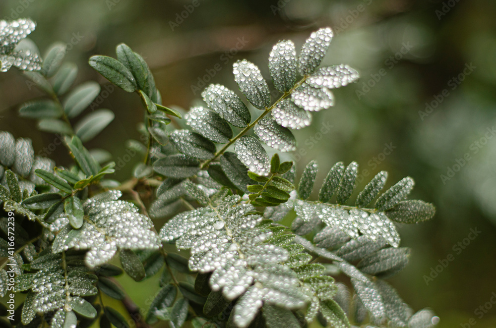 Winter leaf