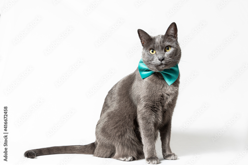 grey cat with green bow tie sitting on white background