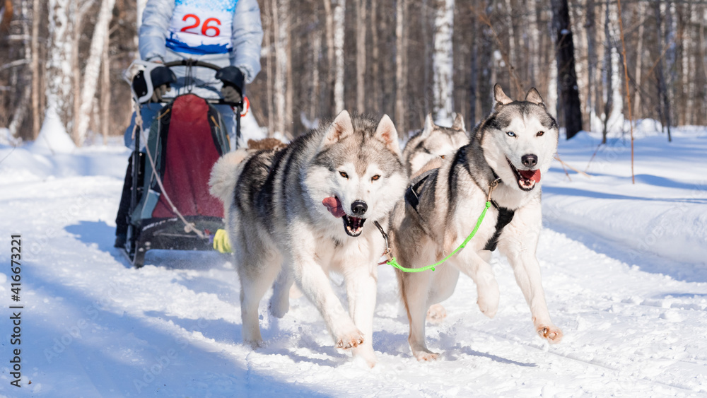 Siberian huskies pull the narth. Northern sled dogs run in harness Siberian huskies pull the narth. Northern sled dogs run in harness