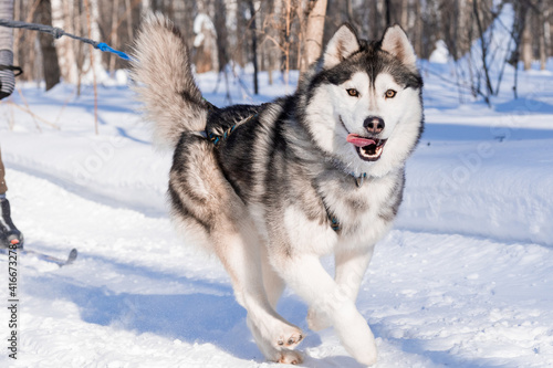 Sled dog skijoring. Husky sled dog pull dog musher. Sport championship competition. © Пётр Рябчун