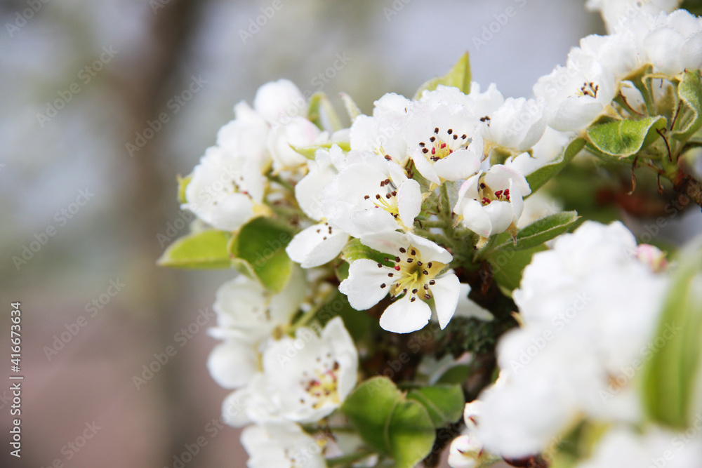 Obraz premium apple tree blossom at spring
