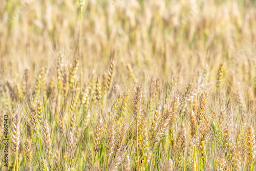 Fragment of a wheat field. Spikelets ripen. © ais60