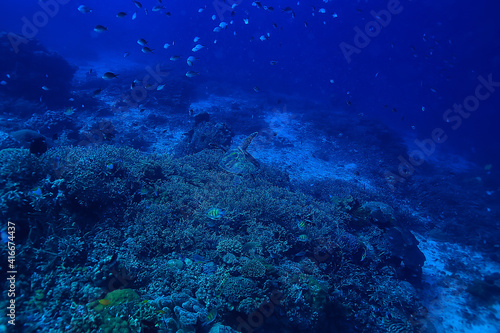coral reef underwater / sea coral lagoon, ocean ecosystem © kichigin19
