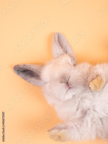 Gray adorable baby rabbit sleep on yellow background. Cute baby rabbit.