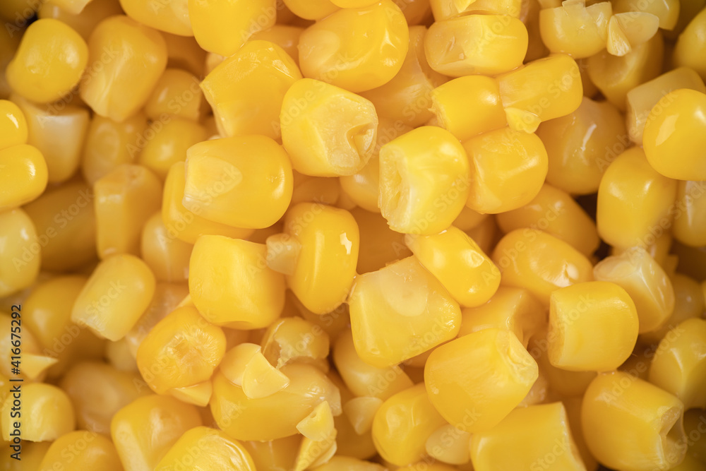 Close up photo of corn seeds. Corn seed background Close up photo of corn seeds. Corn seed background
