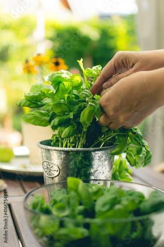 Fotografiet Woman cutting green basil in pot at kitchen table