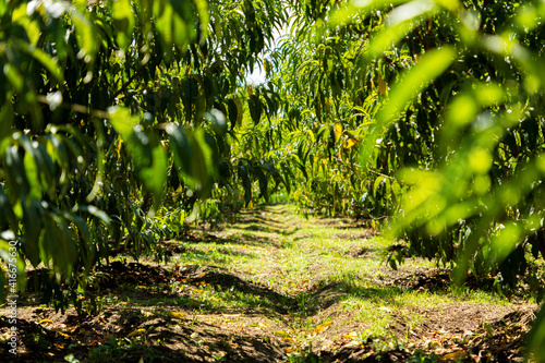 Camino en el bosque