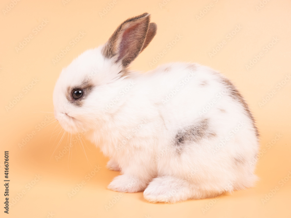 White adorable baby rabbit on yellow background. Cute baby rabbit.