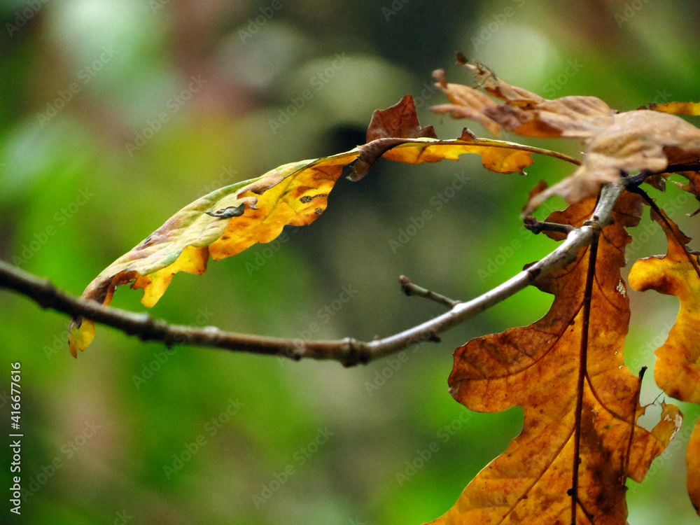 autumn leaves on a tree