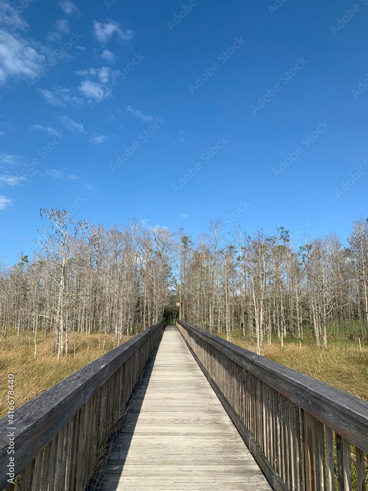 boardwalk path over the wetlands in Florida swamp
