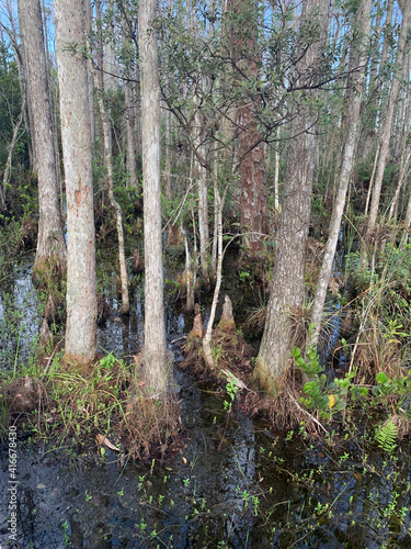 cypress trees during winter in a swamp in Florida
