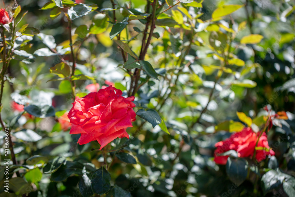 綺麗な庭で赤い薔薇が咲いている rose 綺麗な庭で赤い薔薇が咲いている rose