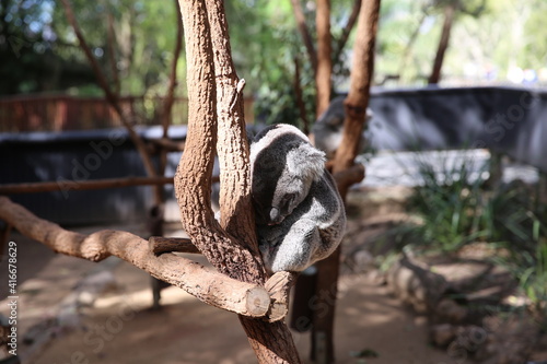 Canvas Print koala in the tree