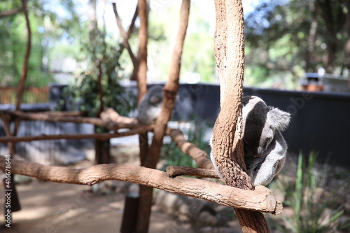 Photography koala in the tree, sleeping koala