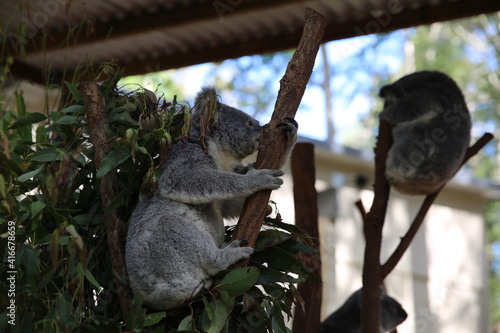 Photography koala in a tree