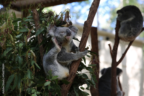 Photography koala in tree