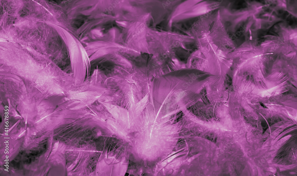 macro photo of purple hen feathers. background or textura