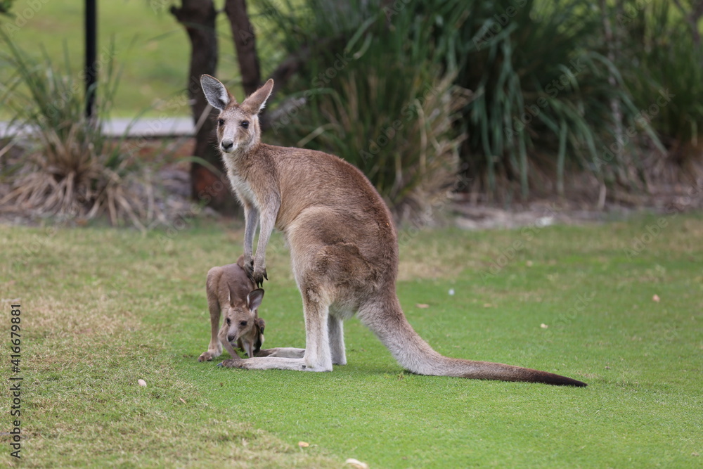 kangaroo and baby kangaroo and baby