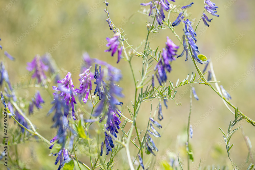 紫の花野原背景素材flower Stock Photo Adobe Stock