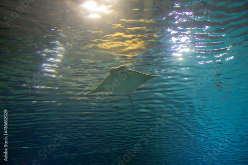 Fototapeta Naklejka Na Ścianę i Meble -  The stingray soars in the depths of water. A large stingray fish swims in the deep sea