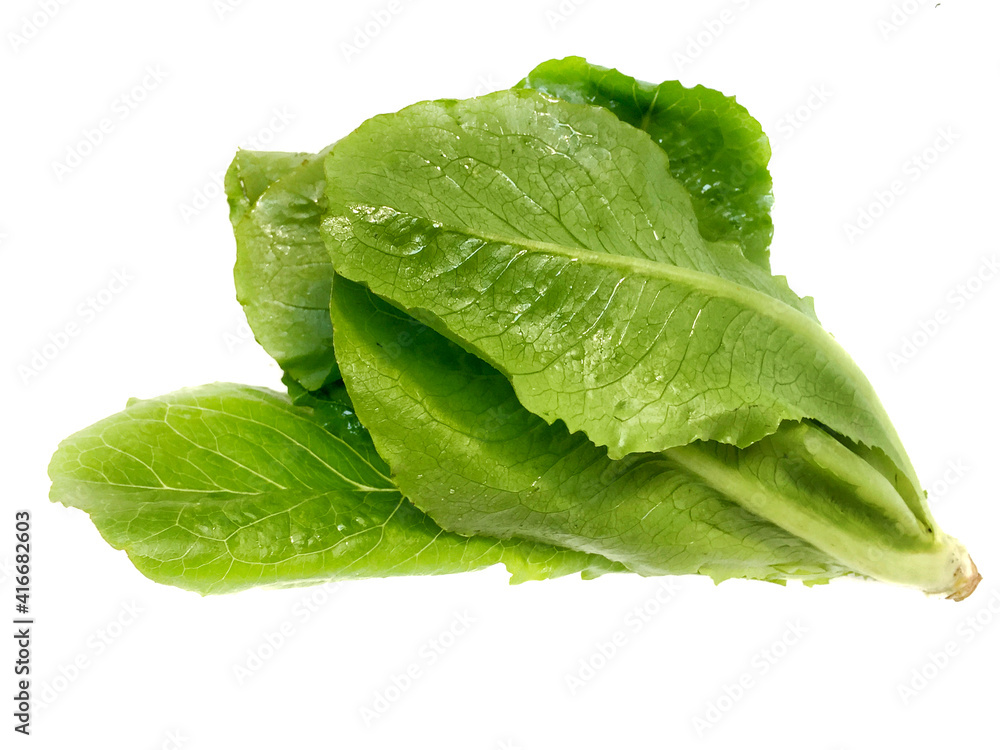lettuce lettuce