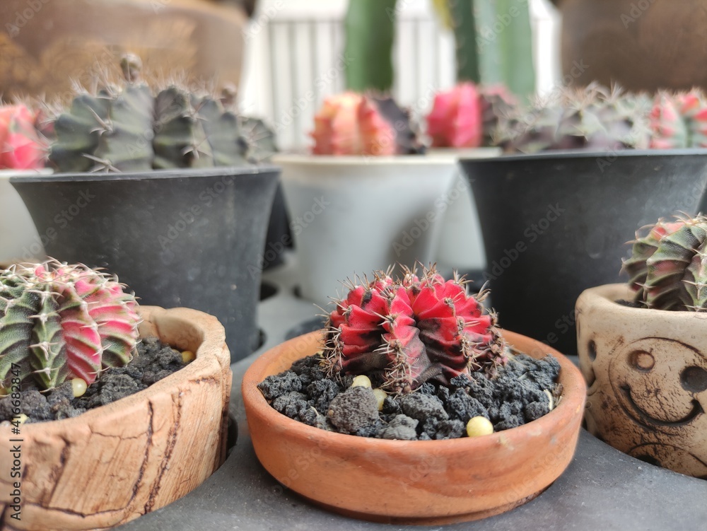 cactus in pots cactus in pots