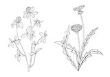 Set of wildflowers dandelion and clover. Black and white art line