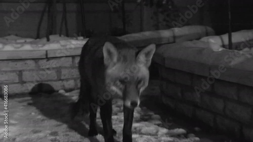 Fox in house garden at night, filmed  with infra red camera.