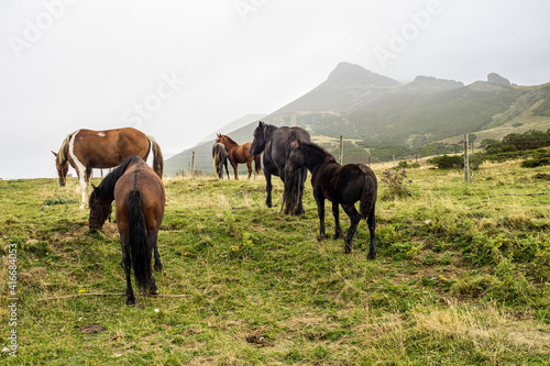 Landscape with horses on the road of the Picos de Europa  Asturias and Cantabria  Spain