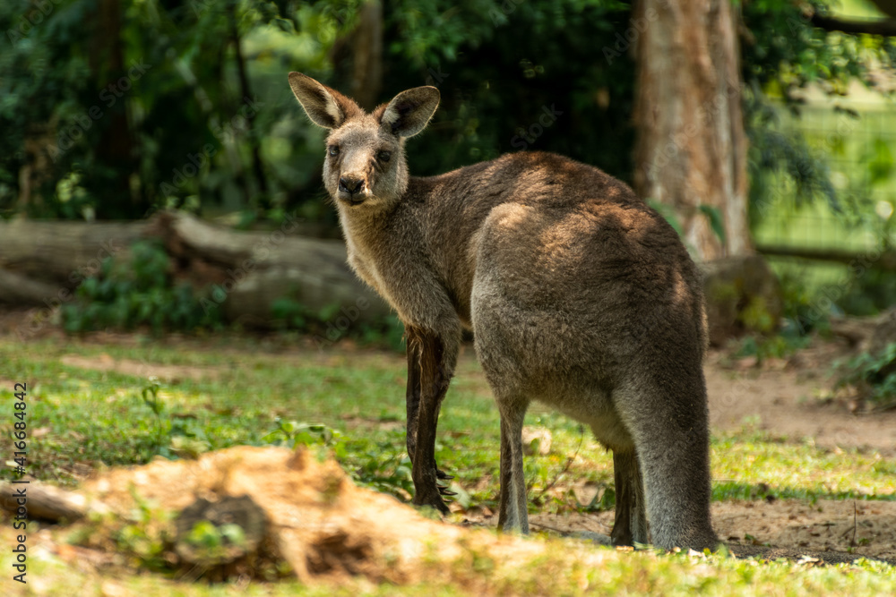 Grey Kangaroo Looking at Camera Grey Kangaroo Looking at Camera
