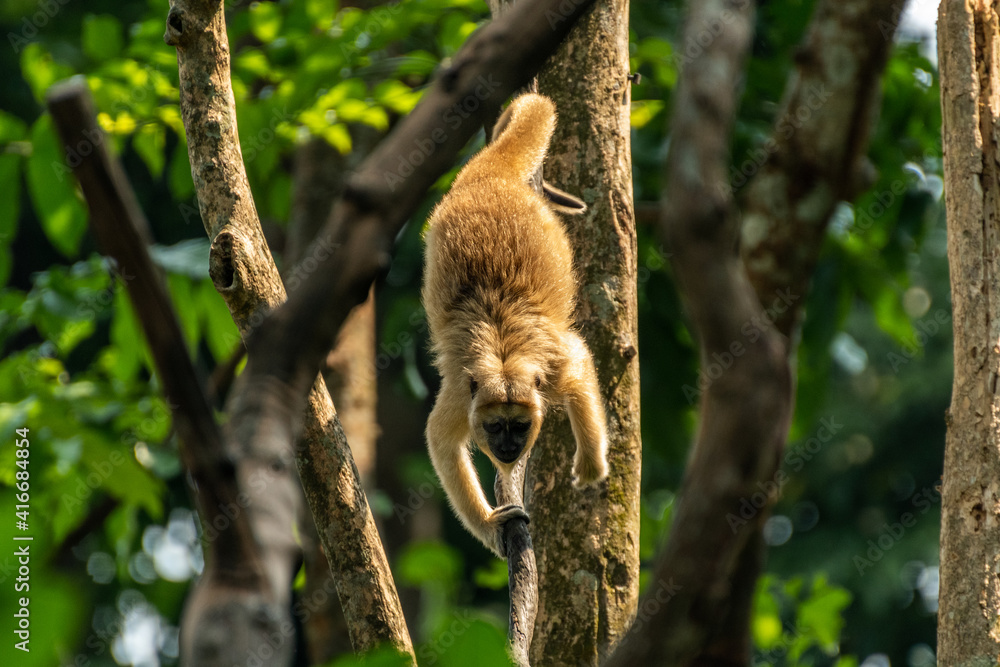 Obraz premium Capuchin Monkey Climbing Down Tree