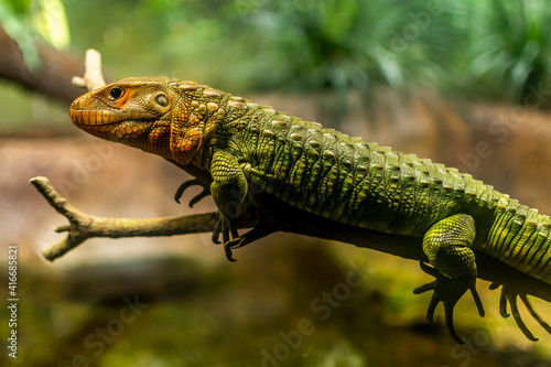 Lizard Resting on Tree Branch