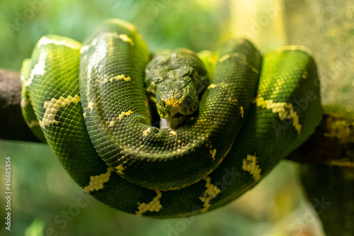 Green Cobra Resting on Tree Branch