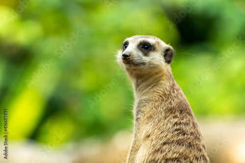 Meerkat Standing Up