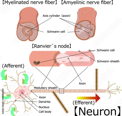 ニューロン　構造　イラスト