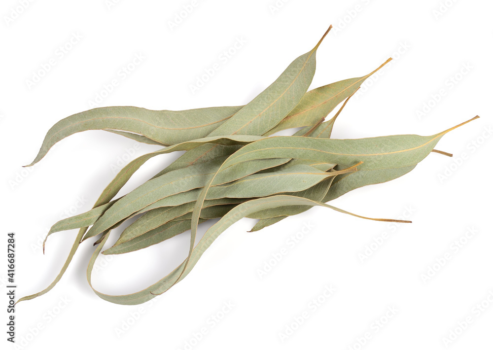 Fototapeta premium A Pile of Whole Eucalyptus Dry (Dried) Leaves. Isolated on White.