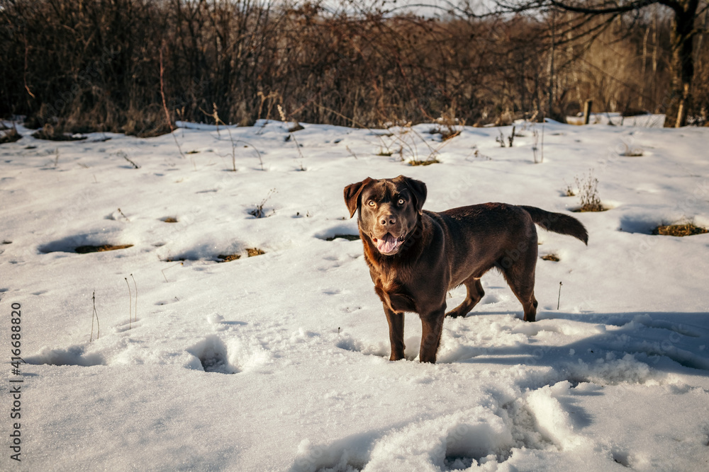 A dog standing on top of a snow covered field A dog standing on top of a snow covered field
