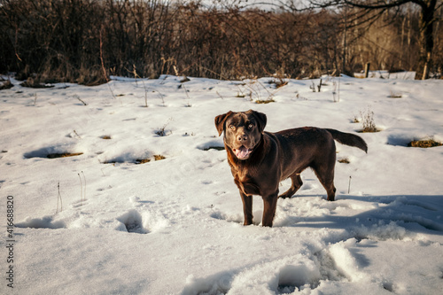 A dog standing on top of a snow covered field