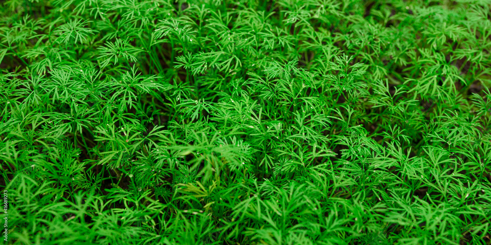 Dill with dew drops, small green plants densely planted in the garden for use as seasoning, close-up top view, herbal floral background. Baner, green plants background. copy space. top view. Dill with dew drops, small green plants densely planted in the garden for use as seasoning, close-up top view, herbal floral background. Baner, green plants background. copy space. top view.